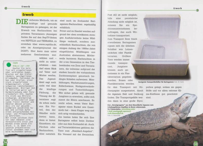 Die Bartagame